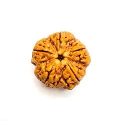 5 Mukhi Rudraksha Nepali