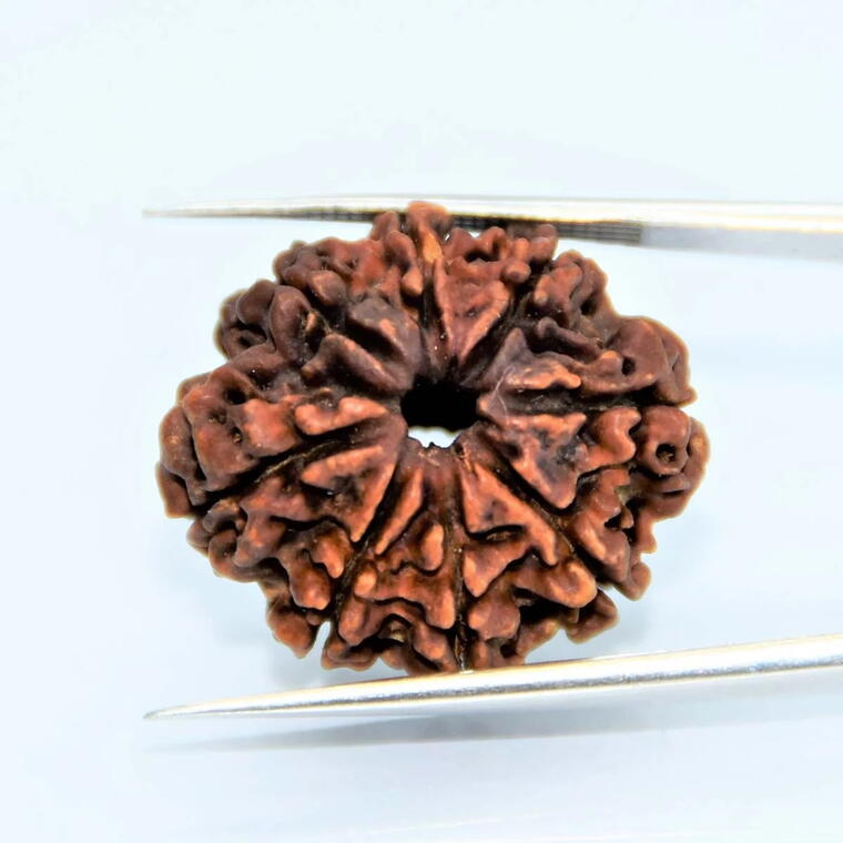 8 Mukhi Nepali Rudraksha