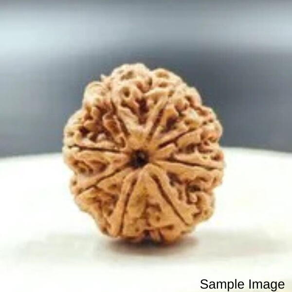 8 Mukhi Nepali Rudraksha