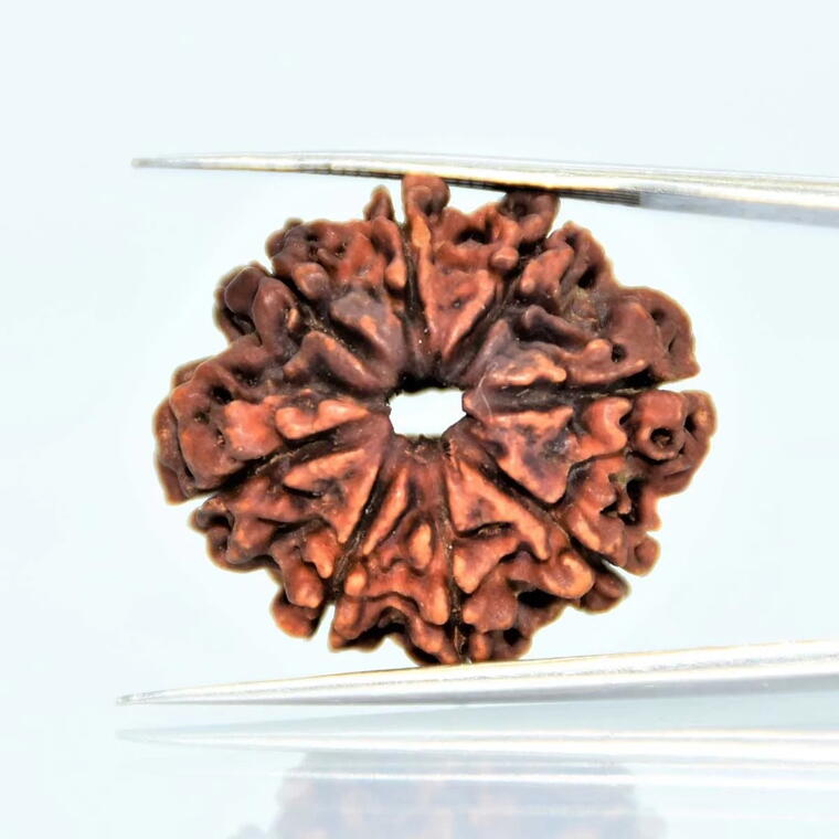 8 Mukhi Nepali Rudraksha