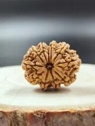 9 Mukhi Rudraksha Nepali