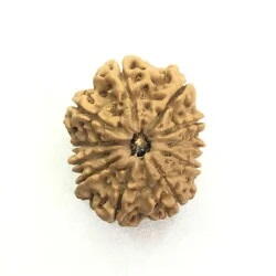 10 Mukhi Rudraksha Nepali