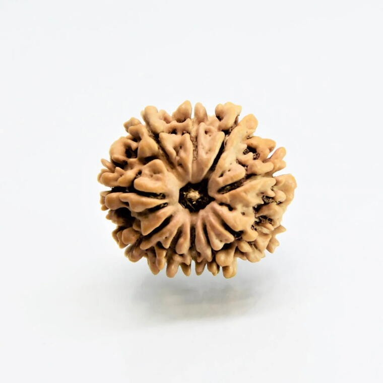 10 Mukhi Rudraksha Nepali