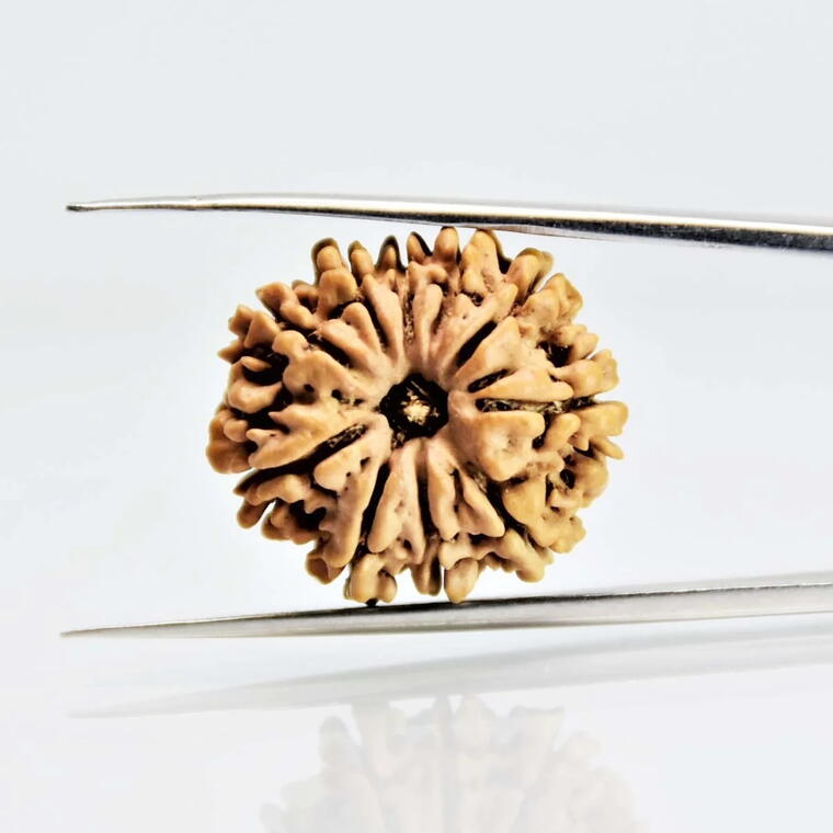 10 Mukhi Rudraksha Nepali