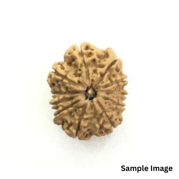 11 Mukhi Rudraksha Nepali