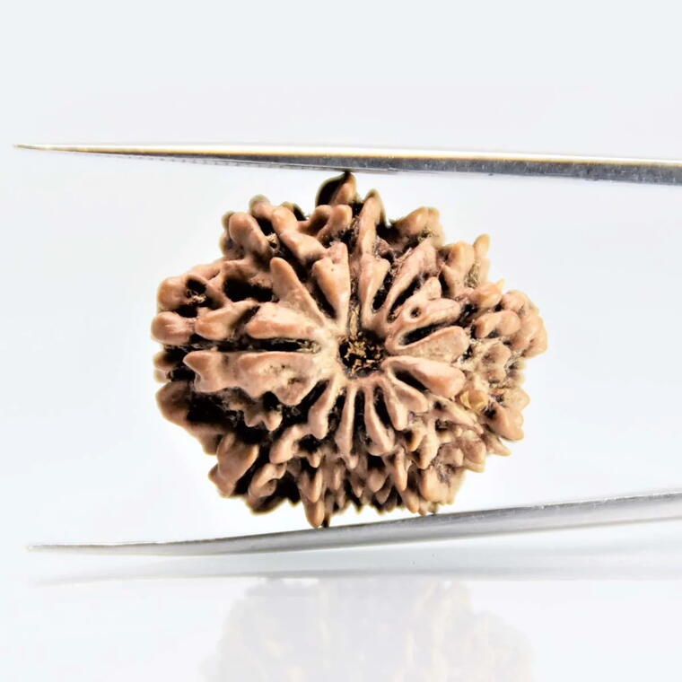 11 Mukhi Rudraksha Nepali