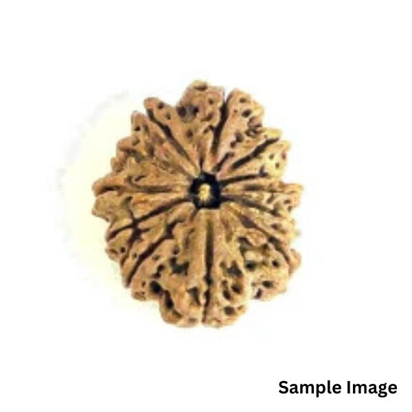 12 Mukhi Rudraksha Nepali