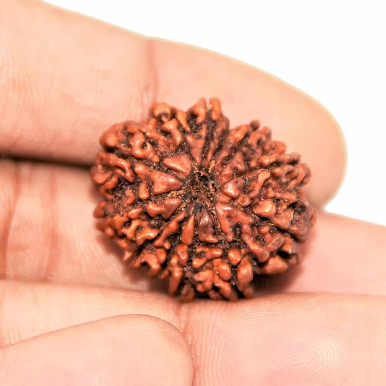 12 Mukhi Rudraksha Nepali