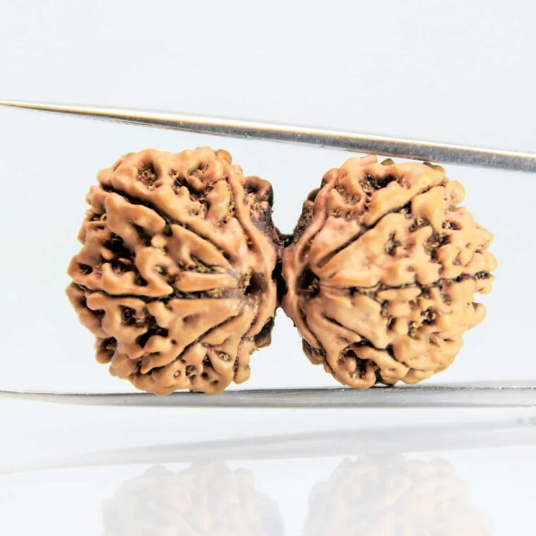 Gaurishankar Rudraksha Nepali