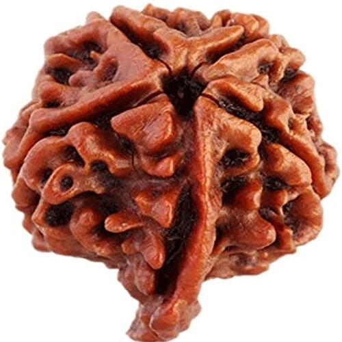 गणेश मुखी रूद्राक्ष(माला सहित)