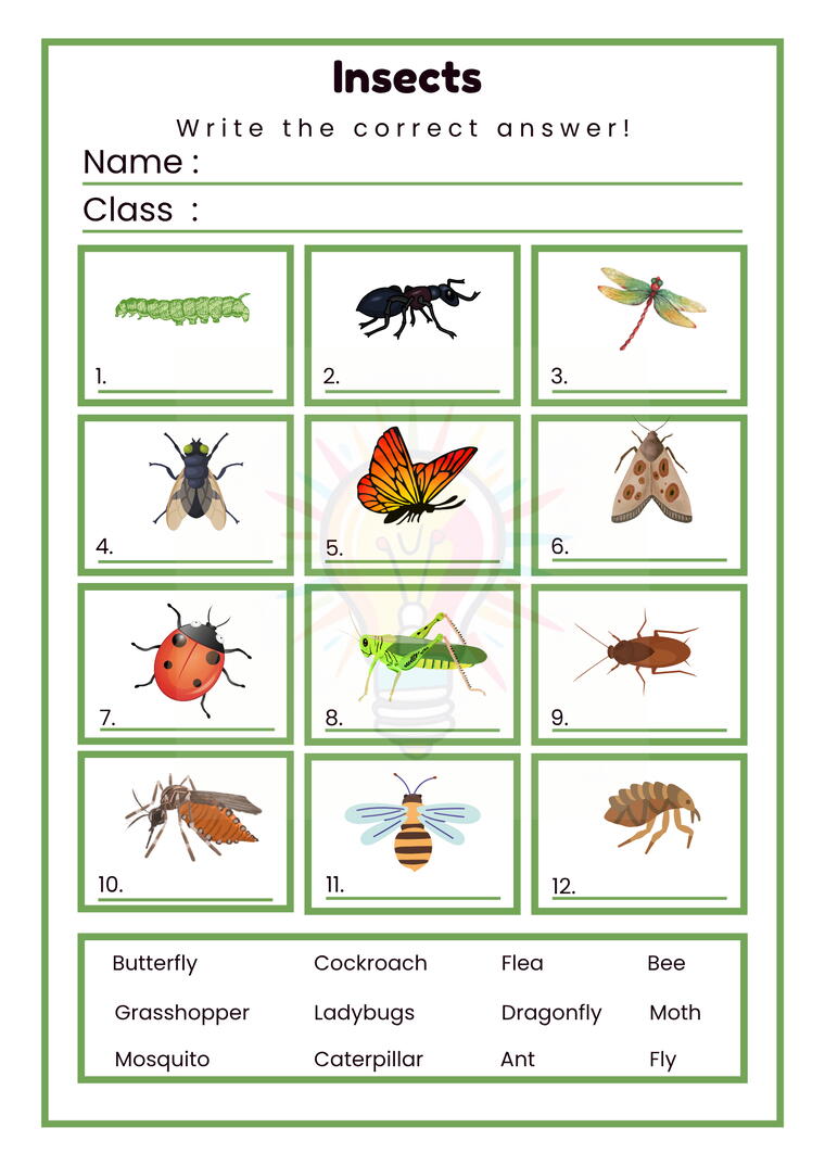 Common Insects Worksheets For Class 3