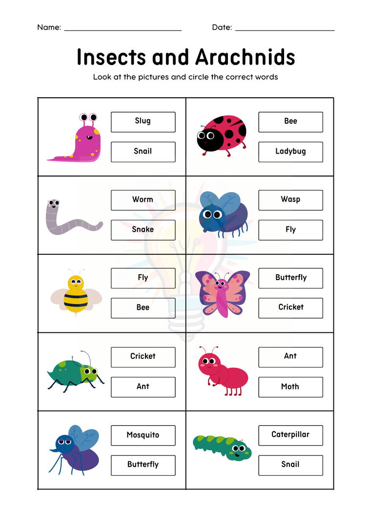 Common Insects Worksheets For Class 3