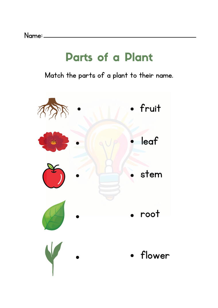 Plants in the Surroundings Worksheets For Class 3