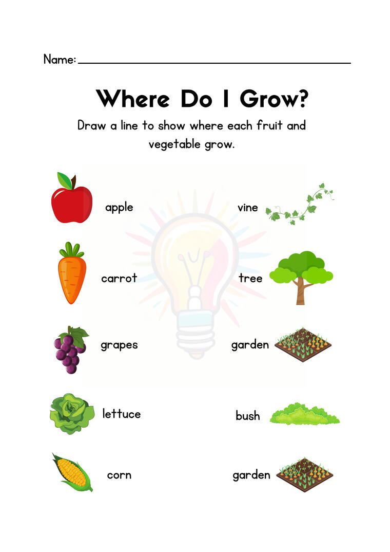 Plants in the Surroundings Worksheets For Class 3