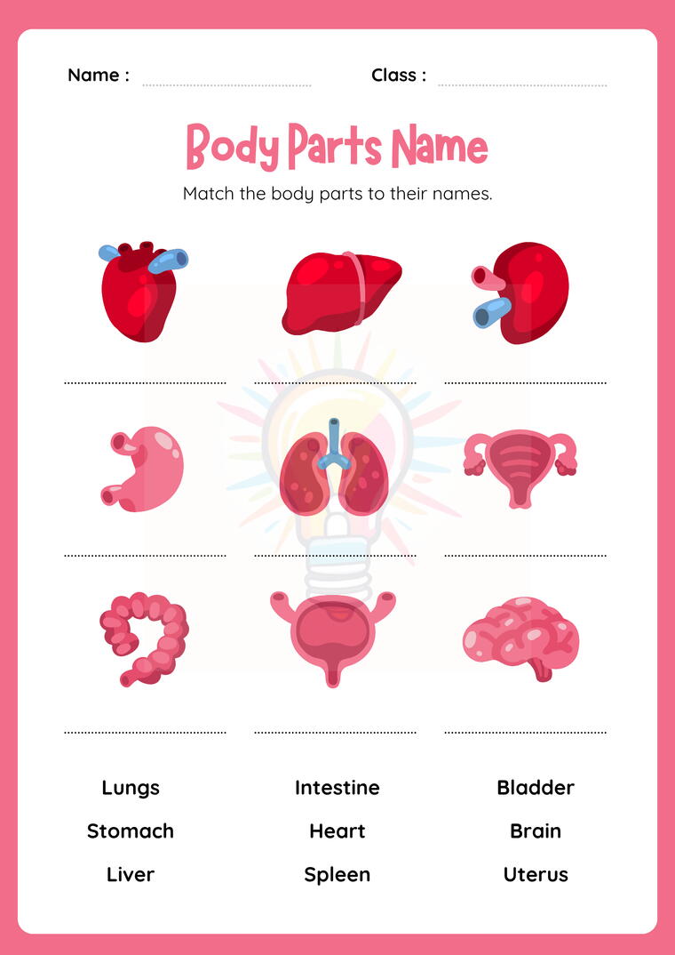 The Human Body Worksheets for Class 3