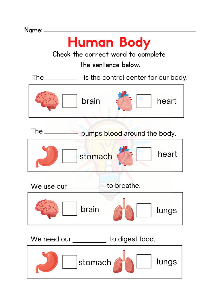 The Human Body Worksheets for Class 3