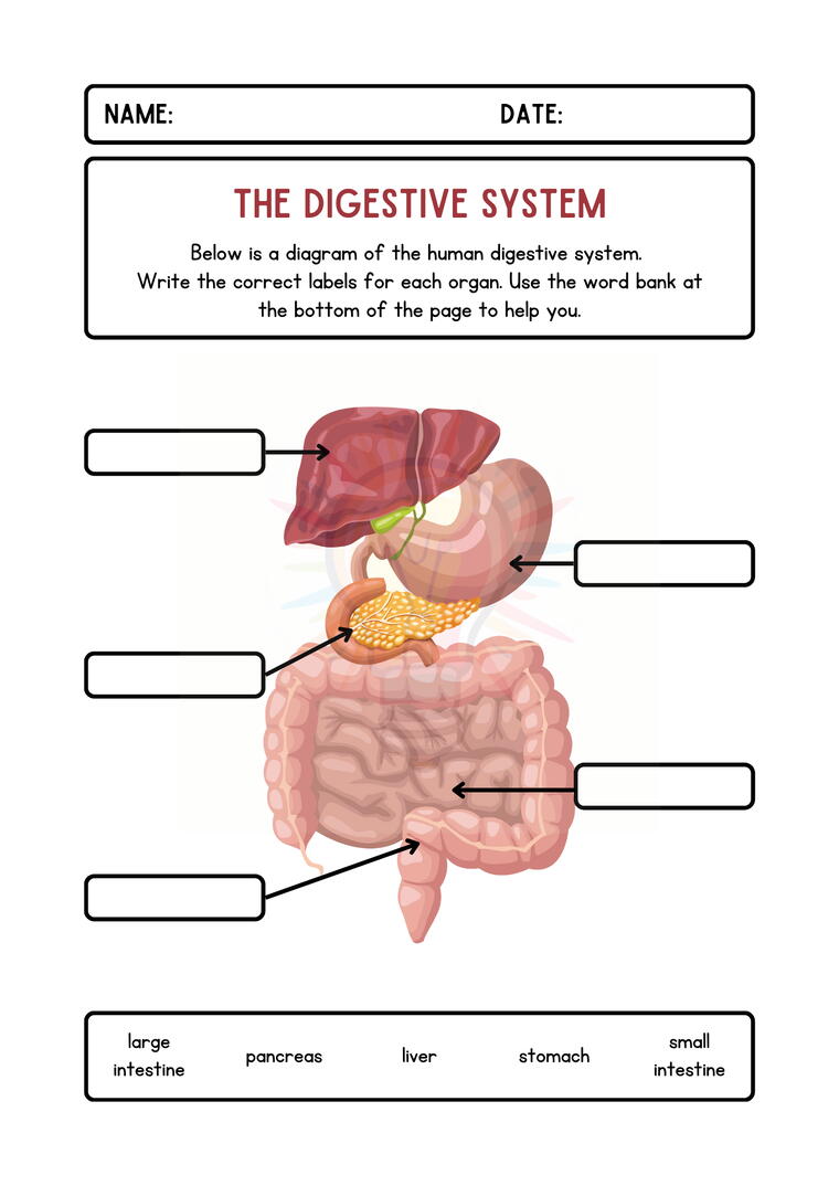 The Human Body Worksheets for Class 3