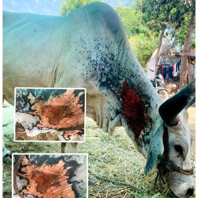 Medical Treatment Of Injured Cows
