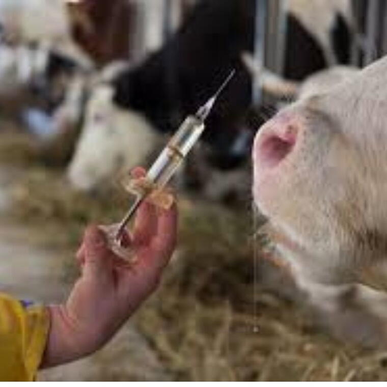 Important Vaccinations