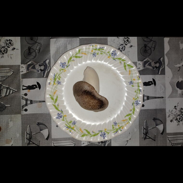 King Oyster Mushroom Spawn (1Kg)