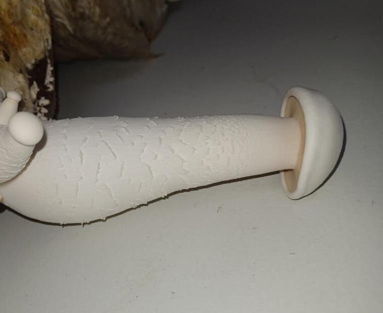 Milky White Mushroom Spawn (1Kg)