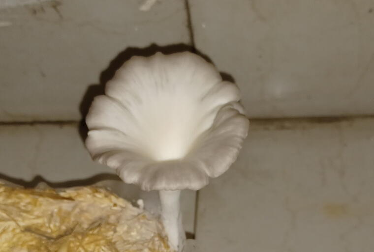 Pleurotus sapidus Spawn (1Kg)