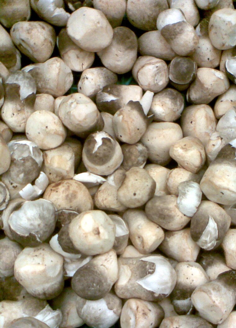 Paddy Straw Mushroom Spawn (1Kg)