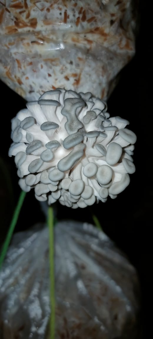 Blue oyster mushroom Spawn (1Kg)