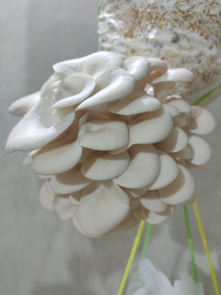 Pleurotus ostreatus Spawn (1Kg)