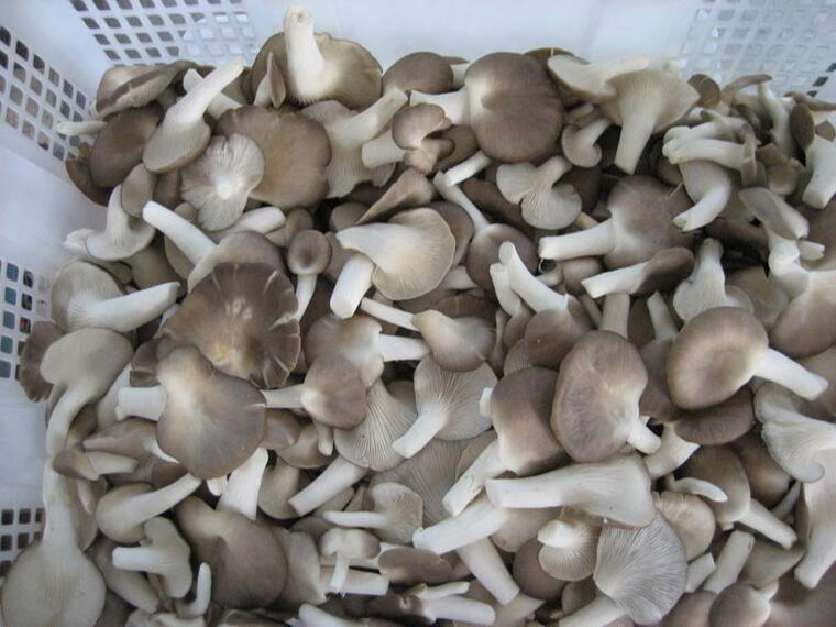 Pleurotus sajor-caju Spawn (1Kg)