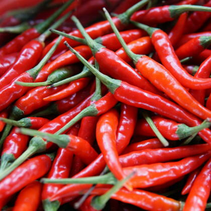 Red chilli (ఎర్ర మిరపకాయలు)