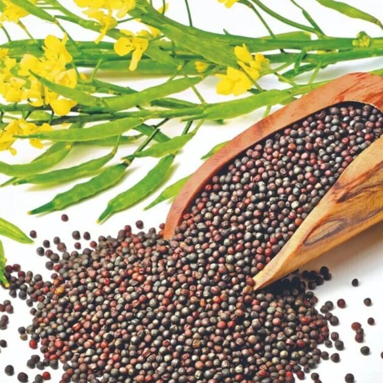 Rai (ఆవాలు)