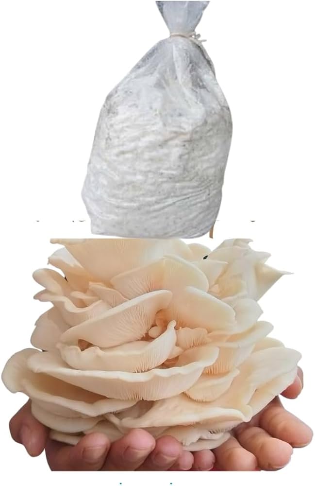 Oyster Mushroom Spawn (Seed)