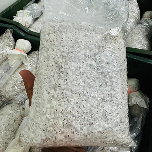 Milky Mushroom Spawn