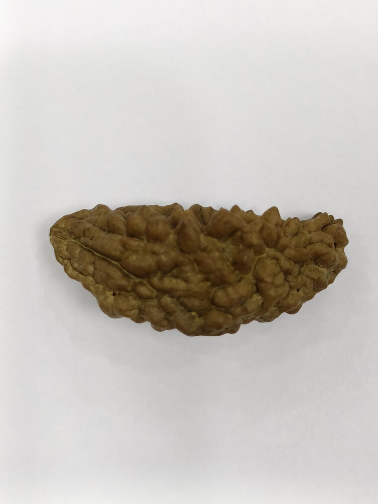 1 Mukhi Rudraksha (India), Regular size