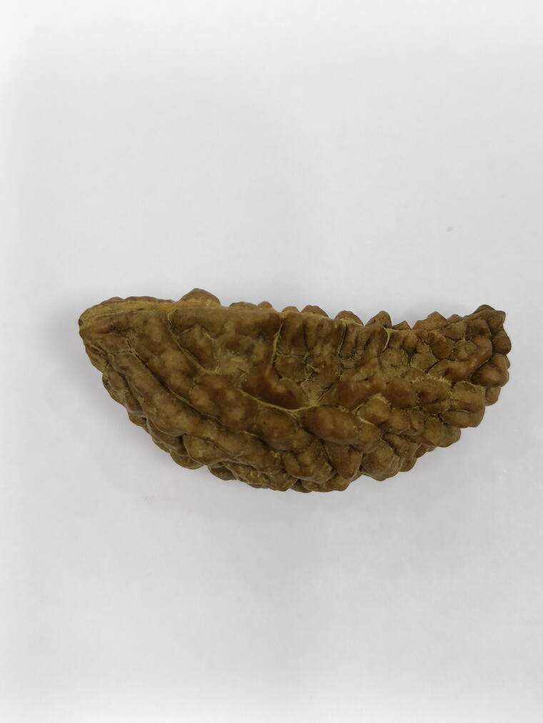 1 Mukhi Rudraksha (India), Regular size