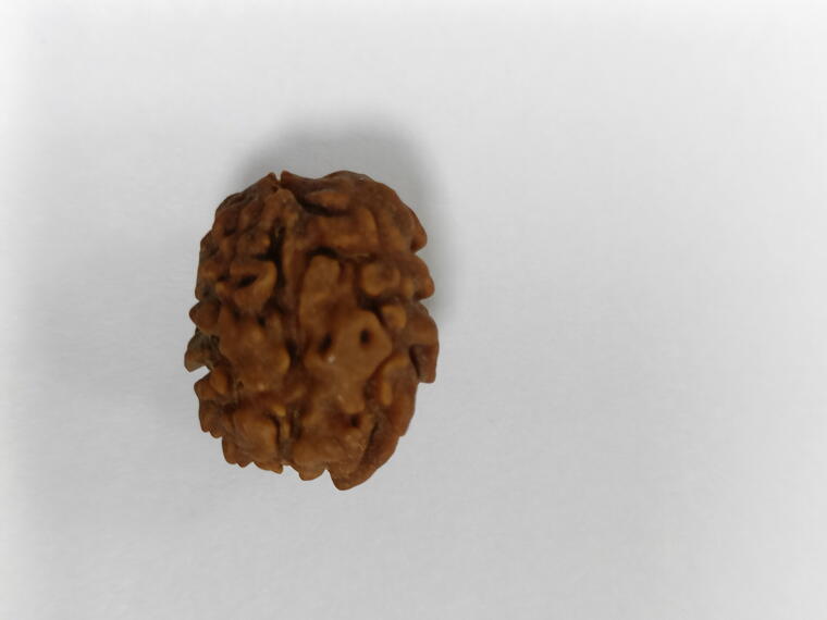 2 Mukhi Rudraksha (India), Regular size