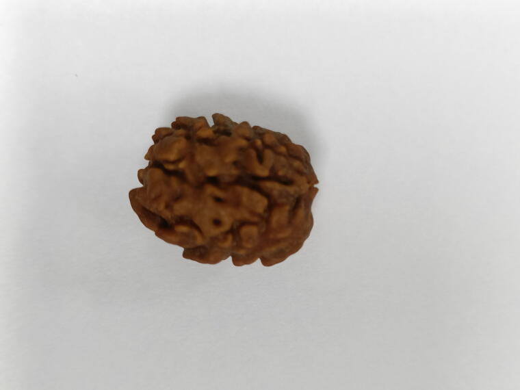 2 Mukhi Rudraksha (India), Regular size