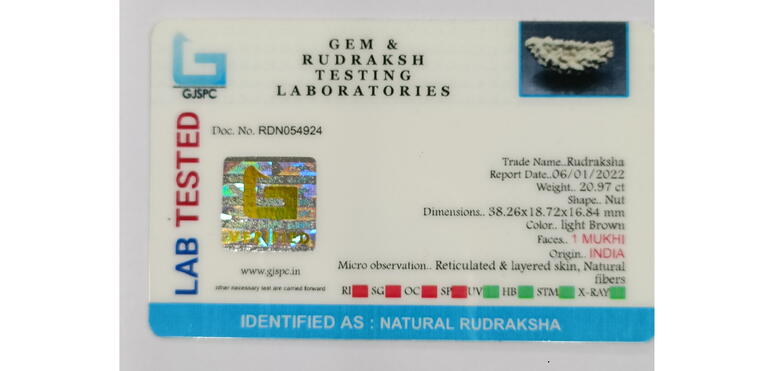 1 Mukhi Rudraksha (India), Regular size