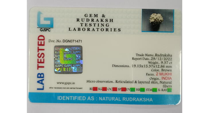 2 Mukhi Rudraksha (India), Regular size