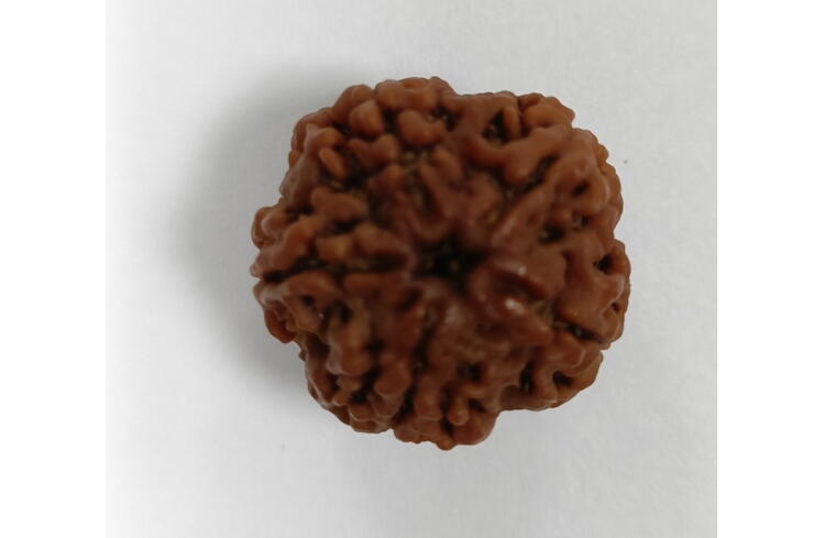 5 Mukhi Rudraksha (Nepal), Regular size