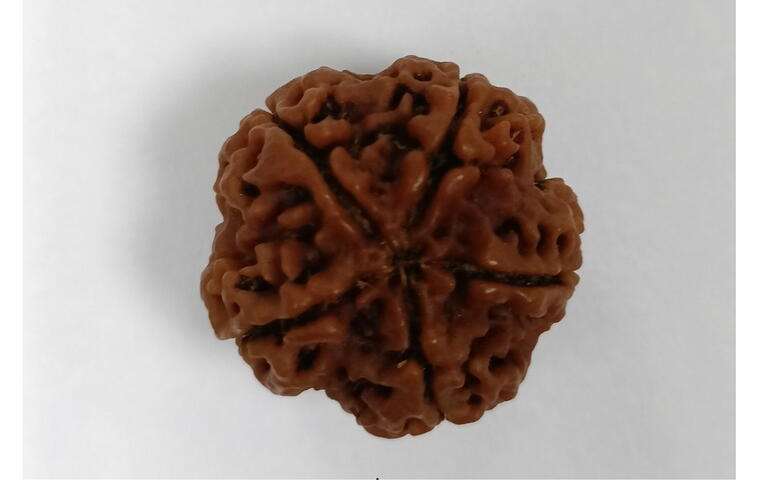5 Mukhi Rudraksha (Nepal), Regular size
