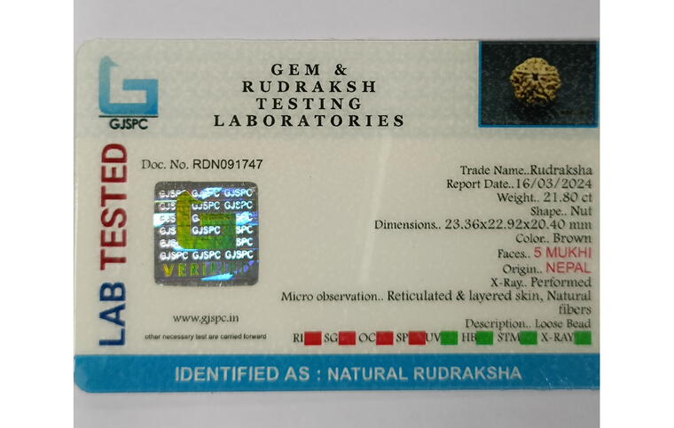 5 Mukhi Rudraksha (Nepal), Regular size