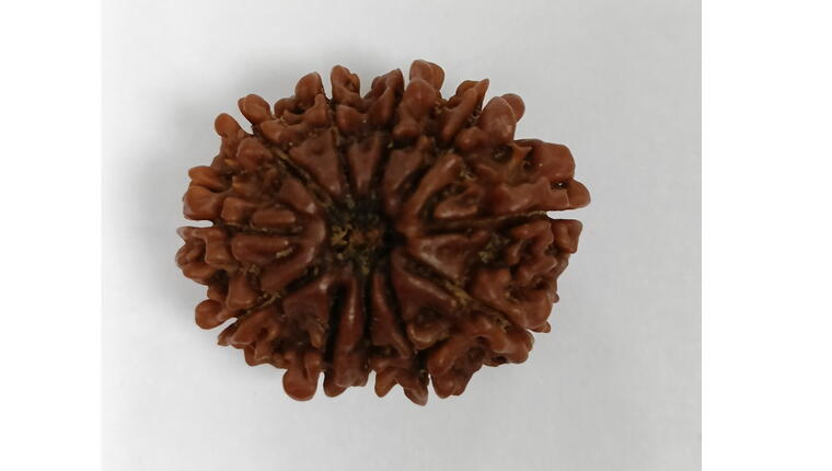 11 Mukhi Rudraksha (Nepal), Regular size
