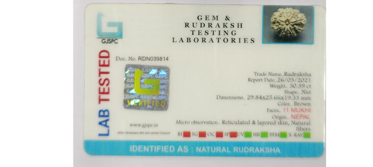 11 Mukhi Rudraksha (Nepal), Regular size