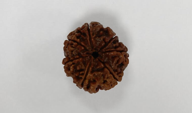 7 Mukhi Rudraksha (Nepal), Regular size
