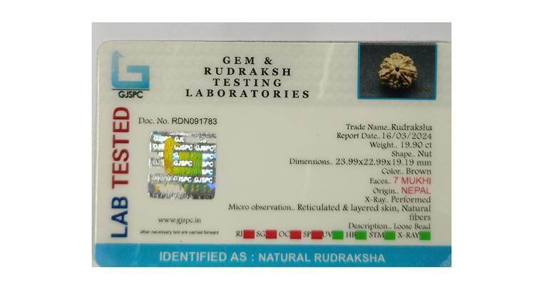 7 Mukhi Rudraksha (Nepal), Regular size