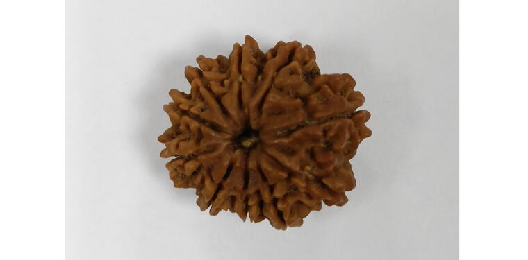10 Mukhi Rudraksha (Nepal), Regular size