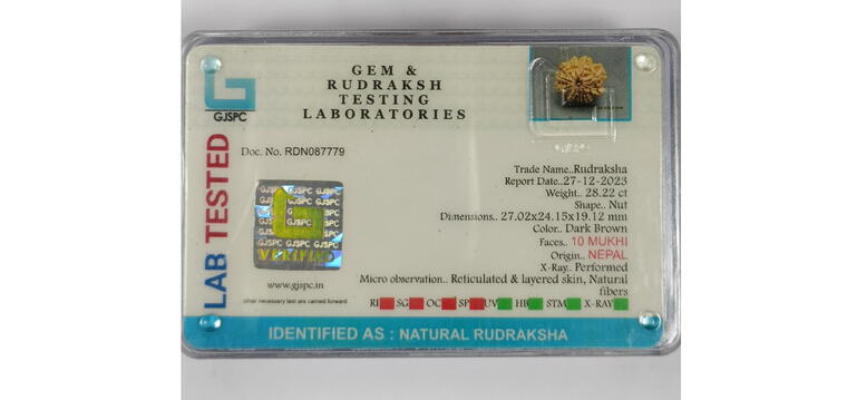 10 Mukhi Rudraksha (Nepal), Regular size