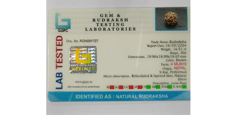 4 Mukhi Rudraksha (Nepal), Regular size